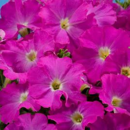 Аладдин F1 неоново-розовый семена петунии грандифлора (Benary)
