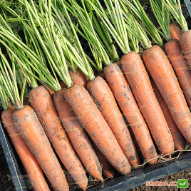Бермуда F1 семена моркови Нантес/Берликум (фр. 1,8-2,0мм) среднеранней 104 дн. (Bejo)