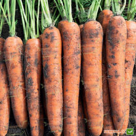 Норвей F1 семена моркови Нантес (фр. 1,8-2,0) 130 дн. (Bejo)