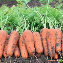Курасао F1 семена моркови Шантане (фр. 1,8-2,0) 105 дн. (Bejo)