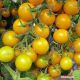 Голдвін F1 насіння помідора черрі індетермінантного (Clause)