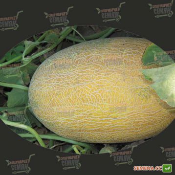 Ананас семена дыни тип Ананас средней 80-90 дн. 1,8-2,5 кг овал. оран./бел. (Soto Seeds)
