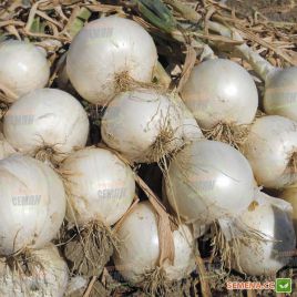 Бальдо F1 семена лука репчатого среднего 115-120 дн. (Agri Saaten)