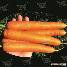 Гретта F1 семена моркови Нантес (Agri Saaten)