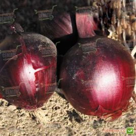 Ред Лайн F1 семена лука репчатого среднего 115-120 дн. ( Agri Saaten)