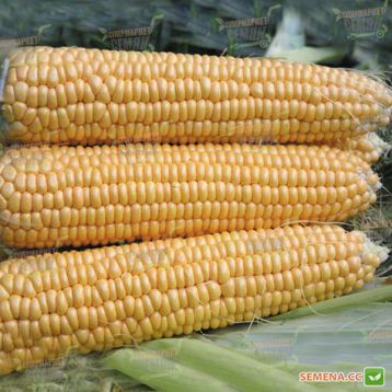 Свит Наггет F1 семена кукурузы суперсладкой (Agri Saaten)