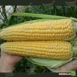 Тесті Дрім F1 насіння кукурудзи суперсолодкої (Agri Saaten)