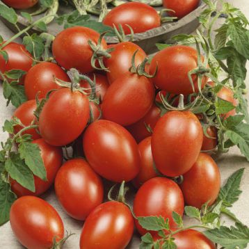 Блумко F1 семена томата индет. среднего 100-110 дн. слив. 50-80 гр. красный (Semo)