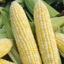 Рамондиа F1 семена кукурузы сахарной (Semo)