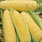 Елен F1 насіння цукрової кукурудзи (Semo)