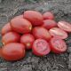 9905 F1 семена томата дет. среднеспелый красн. (Heinz/Lark Seeds)