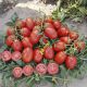 9905 F1 семена томата дет. среднеспелый красн. (Heinz/Lark Seeds)