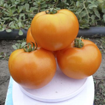 Солидо F1 семена томата дет. раннего 220 гр. оранж. (Lark Seeds)