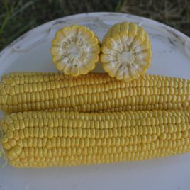 1010 F1 семена кукурузы супер сладкой Sh2 72 дн. 25 см (Lark Seeds)
