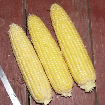 Свит Парадайз F1 семена кукурузы суперсладкой Sh2 ранней 72-74 дн. 18-20 см 16-18 р. (Lark Seeds) НЕТ ТОВАРА