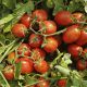 3402 F1 семена томата дет. среднераннего 110-115 дн. слив. 90-95г красный (Heinz/Lark Seeds)