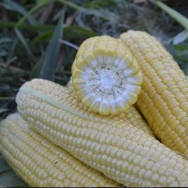 1709 F1 семена кукурузы суперсладкой Sh2 ультраранней 65 дн. (Lark Seeds)