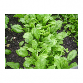 Корвер F1 Organic семена шпината овального (Enza Zaden/Vitalis)