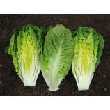 Ксамена Organic семена салата тип Ромэн (Enza Zaden/Vitalis)
