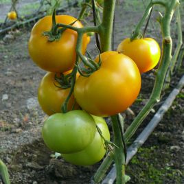 Еллоу Болл F1 семена томата индет. раннего 100 дн. 200-250 гр. желт. (Lark Seeds)