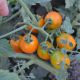 Оранж Олив F1 семена томата дет. среднераннего черри 25-30 гр. оранж. (Lark Seeds)