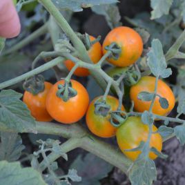 Оранж Олів F1 насіння томата дет. среднераннего черрі 25-30 гр. оранж. (Lark Seeds)
