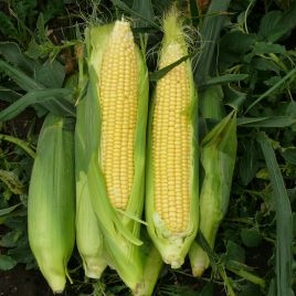 1707 F1 семена кукурузы суперсладкой Sh2 ультраранней 71 дн. 25 см (Lark Seeds)