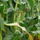 1707 F1 семена кукурузы суперсладкой Sh2 ультраранней 71 дн. 25 см (Lark Seeds)