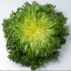 Бенефайн Organic семена салата тип Эндивий (Enza Zaden/Vitalis)