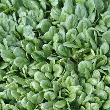 Акадия F1 Organic семена шпината овального (Enza Zaden/Vitalis)