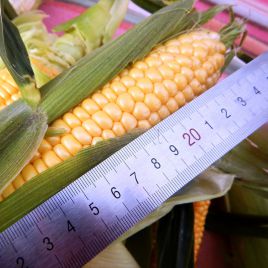 Византия F1 семена кукурузы сахарной Sh2 среднеспелый 78-80 дн. 24 см (Мнагор)