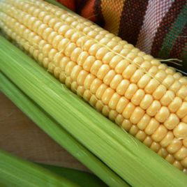 Дейнерис F1 (Барселона F1) семена кукурузы суперсладкой Sh2 ультраранней 65-68 дн. 20 см 18-20 р. (Мнагор)