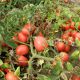 Эскорт семена томата дет. раннего 90 дн. слив. 90-110 гр. красный (Semo)