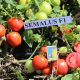Семалус F1 семена томата дет. раннего 100-120 дн. слив. 90-110 гр. красный (Semo)