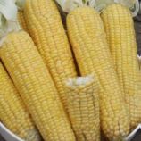 Лонга F1 семена кукурузы суперсладкой Sh2 средней 20 см 16-18 р. (Moravoseed)