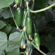 КС 575 F1 насіння огірка партенокарпічного (Kitano Seeds)