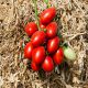 Санмино F1 семена томата дет. черри среднераннего 65-70 дн. слив. 20-25 г. красный (Syngenta)
