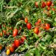 Санмино F1 семена томата дет. черри среднераннего 65-70 дн. слив. 20-25 г. красный (Syngenta)
