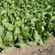 Руморс семена салата кочанного тип Айсберг среднераннего 45-50 дн. зел. (Bejo)