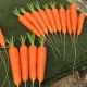 Октаво F1 семена моркови Нантес 120-125 дн. (Vilmorin)