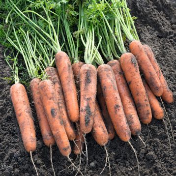 Натуна F1 семена моркови Нантес (фр. 1,8-2,0мм) 117 дн. (Bejo)