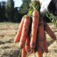 Натуна F1 (1,8-2,0мм) семена моркови Нантес средней 118-120 дн. (Bejo)