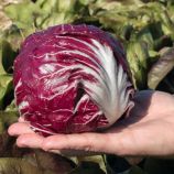 Васари семена салатного цикория кочанного тип Радиччио среднего 75 дн. красн. (Bejo)