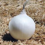 Айсперл F1 (Normal) семена лука репчатого среднего 100-105 дн. белого (Bejo)
