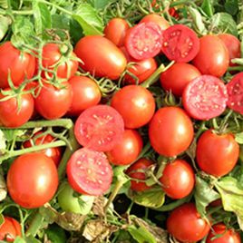Бравадо F1 насіння томату дет. раннього слив. 45-50 гр. (United Genetics)