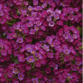 Аліссум Кристал пурпурний (фіолетовий)