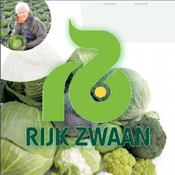 Технологія вирощування білокачанної капусти від компанії Rijk Zwaan