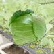 Технологии выращивания белокочанной капусты 