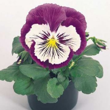 Карма F1 пурпурно-белая семена виолы 15-20см (Syngenta) НЕТ ТОВАРА