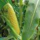 3517 F1 семена кукурузы суперсладкой Sh2 ультраранней 75 дн. 26 см (Lark Seeds)
